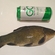 Tench
