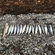Mackerel