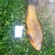 Tench