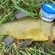 Tench