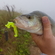 Eurasian perch