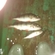 Eurasian perch