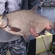 Carp bream