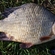 Crucian carp