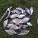 Carp bream