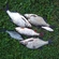 Carp bream