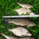 Tench