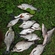Carp bream