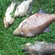 Carp bream