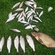 Carp bream