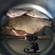 Carp bream