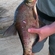 Carp bream