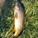 Carp