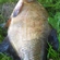 Carp bream