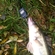 Pike perch