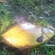 Crucian carp