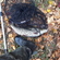 Barbel