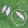 Carp bream