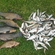 Tench