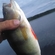 Eurasian perch