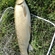Grass carp