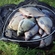 Carp bream