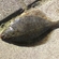 European flounder