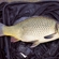Carp