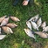 Carp bream