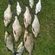 Carp bream