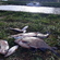 Carp bream
