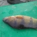 Eurasian perch