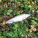 Ocean Trout