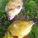 Carp bream