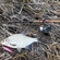 Carp bream