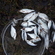 Silver Bream
