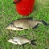 Carp bream