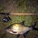 Carp bream