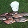 Carp bream
