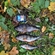 Eurasian perch
