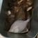 European plaice