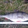 Eurasian perch