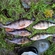 Eurasian perch