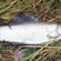 Grayling