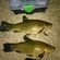 Tench