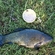 Tench