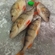 Eurasian perch