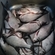 Carp bream