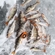 Eurasian perch