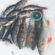 Eurasian perch